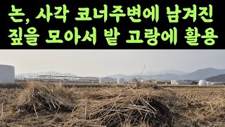 논, 사각코너에 남겨진 짚을 모아서 밭 고랑에 멀칭활용???? 