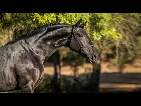 **SOLD** Staggering 3YO piro free black Lusitano stallion (REF#654)