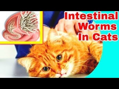 Intestinal Worm Symptoms in Cats