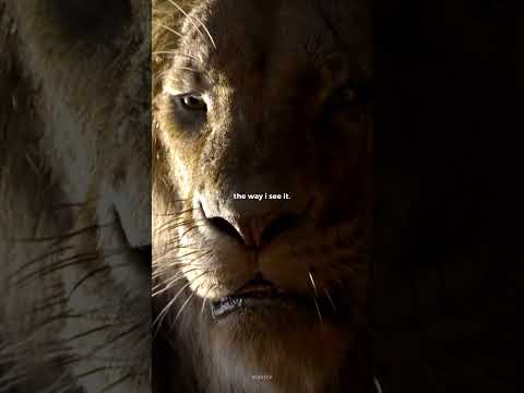 life's not fair - the lion king