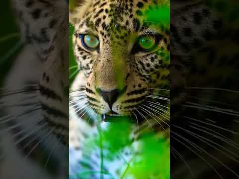 Wildlife photography#shorts #wildlifephotography #tiger #naturephotography