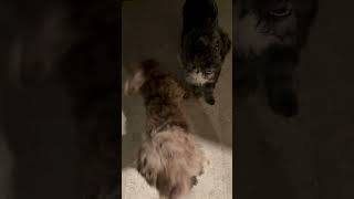 Video preview image #1 Labrador Retriever Puppy For Sale in Boca Raton, FL, USA