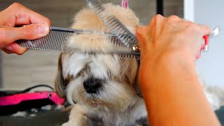 How to groom a head only by scissors - Shih Tzu Grooming
