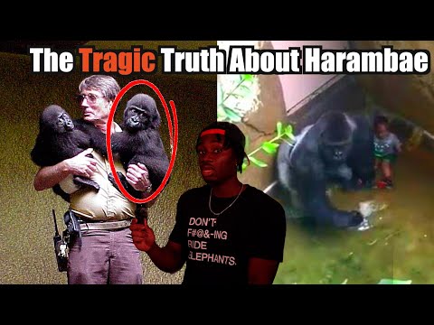 Why Harambe's Death was the Right Choice for the Wrong Reasons