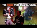 Why Harambe S Death Was The Right Choice For The Wrong Reasons