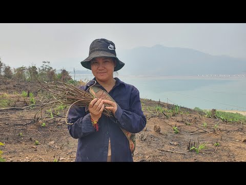 nrog wb mus xawb khoom noj os