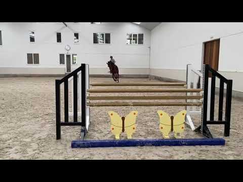 **SOLD TO FLORIDA** 6yo (2015) Diamant De Semilly Gelding ~ Jump schooling 28.10.2020