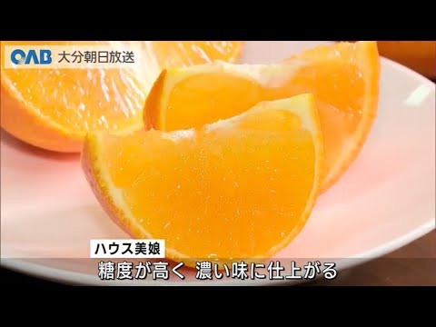 [Oita] Primer envío de House Dekopon y Beautiful Girl