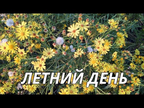 Летний день.Красивая музыка.Сергей Чекалин музыка для души.