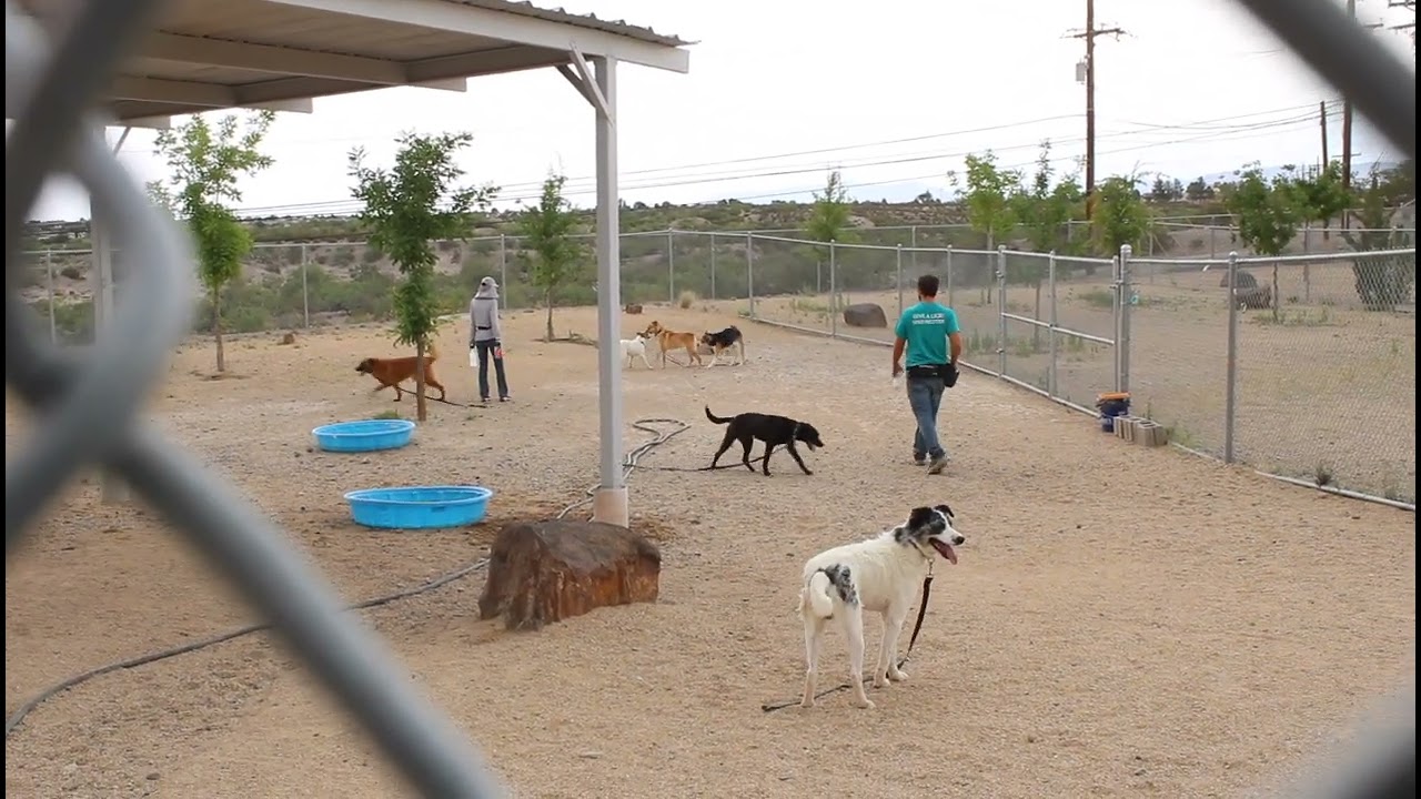 Enlarge Moose, a Adoptable Mixed Breed in Las Cruces, NM video 6/6
