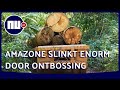 Weer meer ontbossing in Amazone: hoe komt dit en wat is het gevolg? | NU.nl