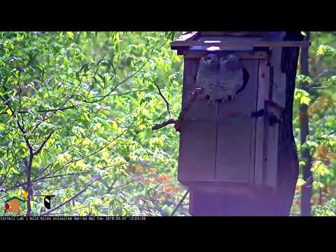 Two Owlets Perch On Nest Box Entrance – May 7, 2018