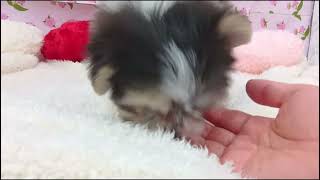 ハーフ犬の動画01
