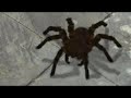 Spider on the floor song
