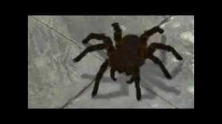 Spider on the floor song