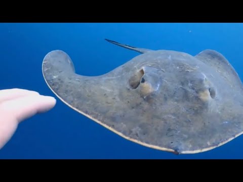 サメとエイは垂直方向をどのように利用するか