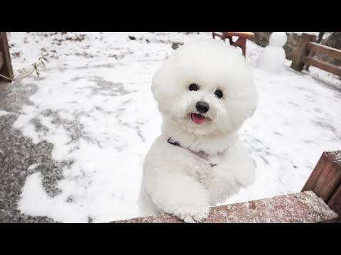 BICHON FRISE in the snow!? - The Cutest White Fluffy Dog