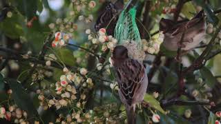 birds.mp4