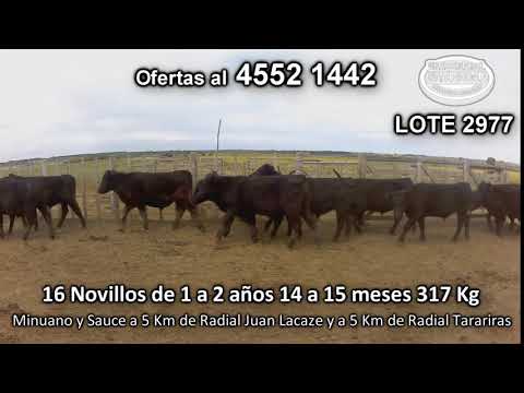 Lote 16 Novillos 1 a 2 años 16 AA 317 Kgkg -  en Minuano y Sauce a 5 Km de Radial Juan Lacaze y a 5 Km de Radial Tarariras