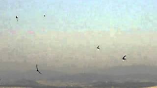 New Trolls-Concerto Grosso n. 1: 3° Tempo: Cadenza-Andante con moto/Rondini in Maremma