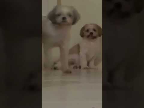 Mahika by Adie & Janine Berdin , w/ dogs