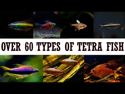 Over 60 Types of Beautiful Tetra Fish Species