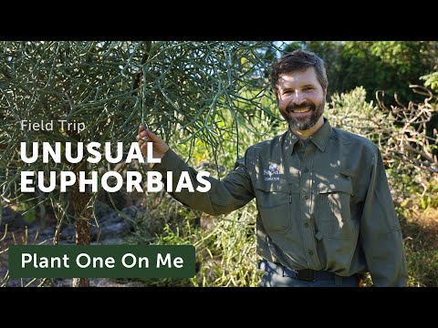 Madagascar's Unusual EUPHORBIAS Tour — Ep. 312