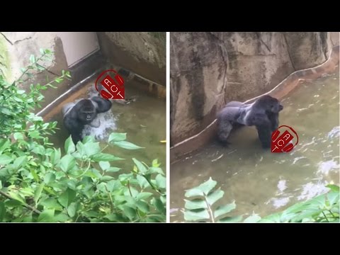 Como gorilas enjaulados