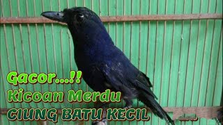 Download lagu EDAN,,!!! suara burung ciung batu kecil gacor Owor- owor. mp3