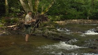 Wild SideTV-Roan Mountain Trout