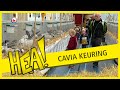 HEA! Cavia's en konijnen voor de keuring