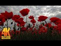 Sounds of Crickets in the Evening Field of Poppies for Sound Sleep, Relaxation, Stress relief 4K UHD