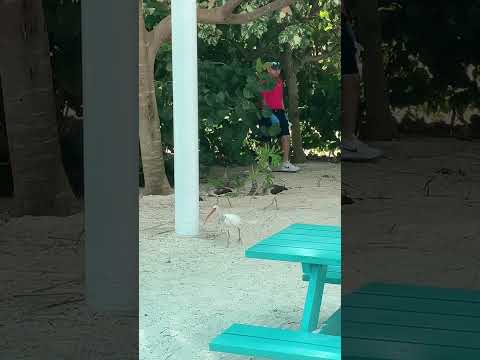Sea Birds, freely moving around the Coco Cay Islands in Bahamas.