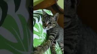Download lagu Story WA Kucing Sad mp3 Download lagu Story WA Kucing Sad mp3