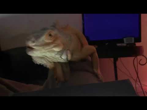 L Bucks First hit debut