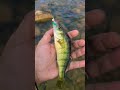 Video Thumbnail for Ultra light fishing #short #fishing #ultralightfishing #subscribe #shorts