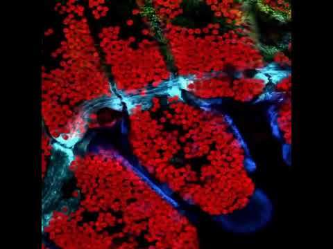 Coral Under a 3D Microscope Looks Absolutely Unreal! 🧪🌊