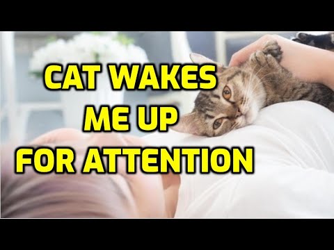 Why Does My Cat Keep Waking Me Up So Early?