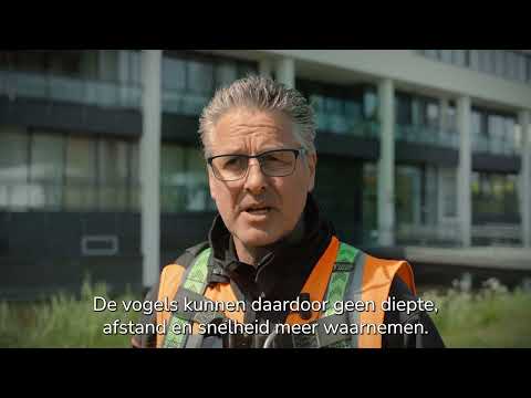 Meeuwen verjagen van uw dak