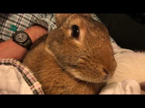 Our huge Flemish giant rabbit pet