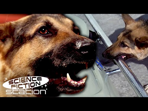 The Bionic Dog Saves A Little Girl | The Bionic Woman | Science Fiction Station