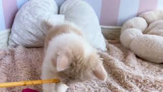 スコティッシュストレートの動画01