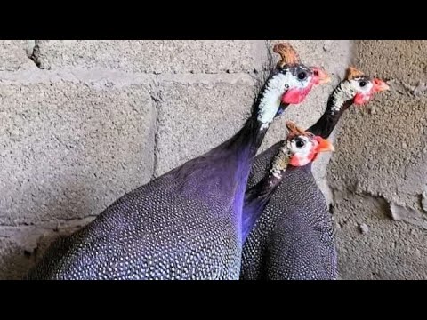 Как кричат цесарки😍