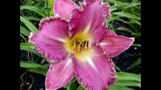 Sandy Denny - Whispering Grass (Rare Live Version)