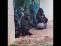 Gorillas try to avoid the rain