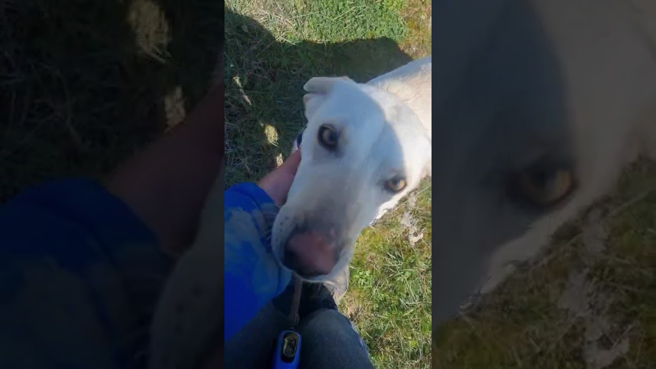 Elza, a ADOPTABLE mixed breed in Morristown, NJ video 3/6