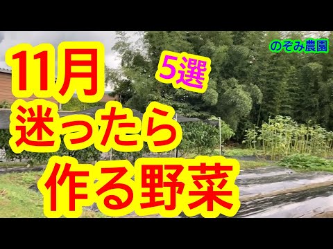  11月に菜園、果樹園、観賞用の庭に何を植えますか？作物の完全なリスト  庭園