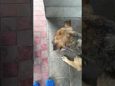 Shahjahan the dog , meet shahjahan part 1