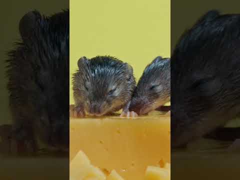 Vidéo YouTube 1