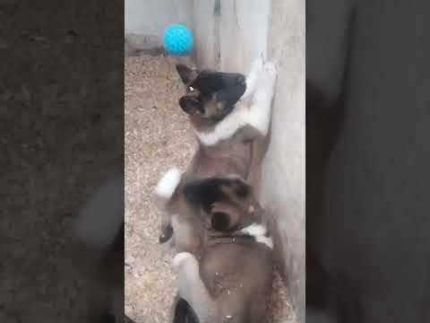 Američka akita, štenad video thumbnail